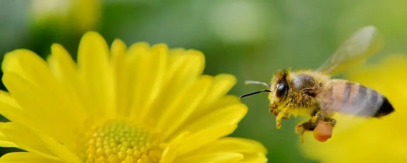 秋天还有蜜蜂吗，秋季蜜蜂是否存在的疑问解答