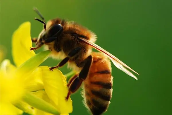 秋天还有蜜蜂吗，秋季蜜蜂是否存在的疑问解答