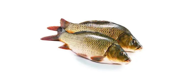 鱼塘什么季节放鱼最好，鱼塘养殖季节选择指南