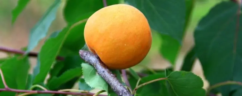 杏子的种植方法，杏子能出苗吗