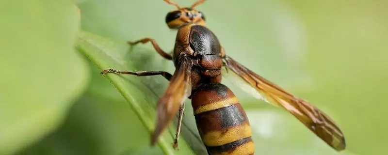 马蜂什么季节最多，马蜂的生命周期和繁殖特点
