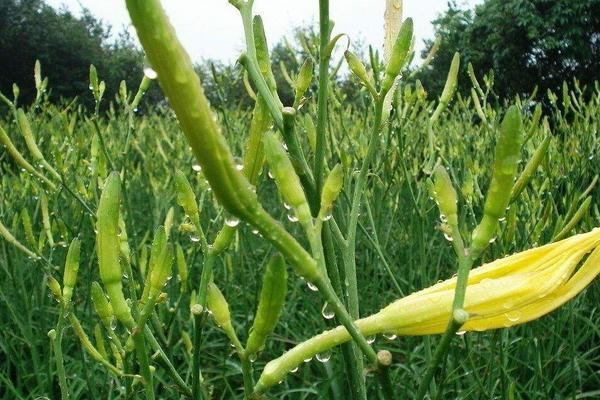 黄花菜现在可以栽种吗，适合在哪个季节种植