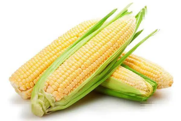 生水果玉米常温放多久，能放多长时间