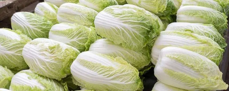 白菜什么时候播种最合适，白菜的种植条件