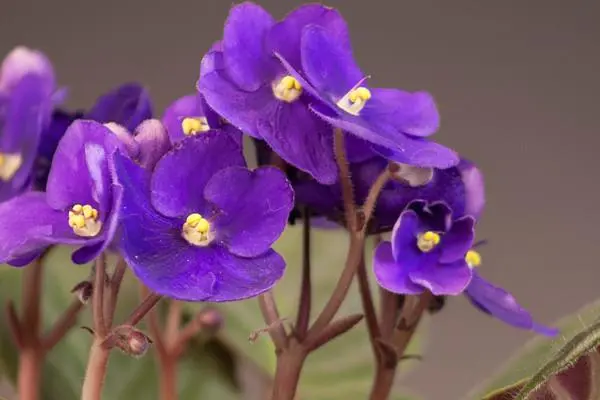 紫罗兰的养护方法，栽培技巧