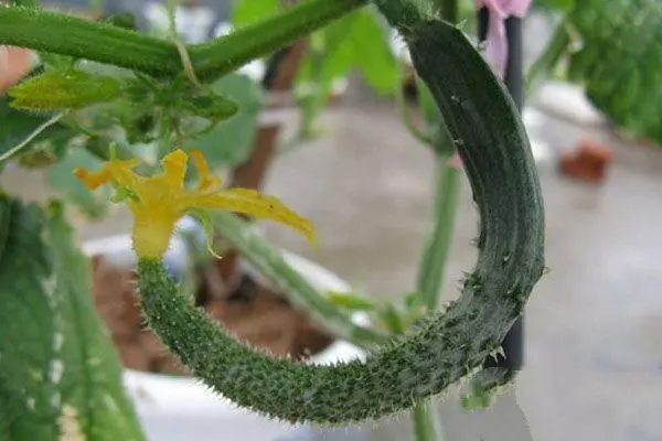 黄瓜种植技术，怎样提高产量和品质