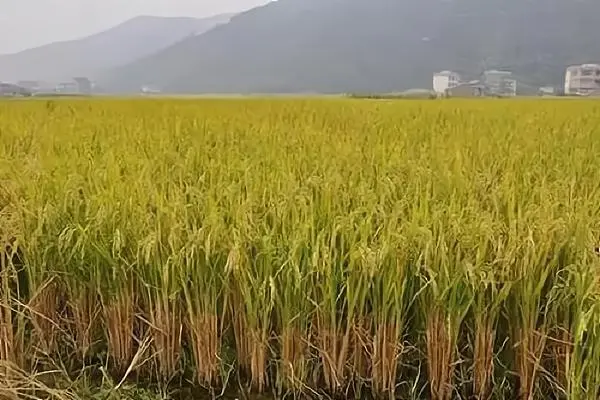 再生稻栽培适用情况，哪里适合种植