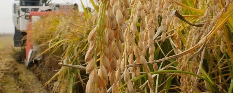 再生稻栽培适用情况，哪里适合种植