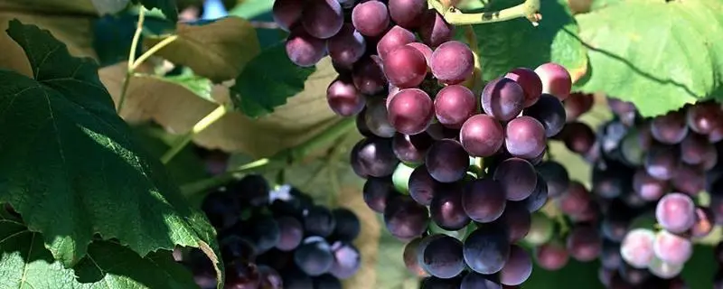 葡萄种植的最佳时间，种植的方法