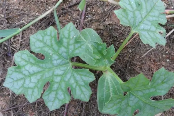 西瓜幼苗管理方法，科学浇水和施肥