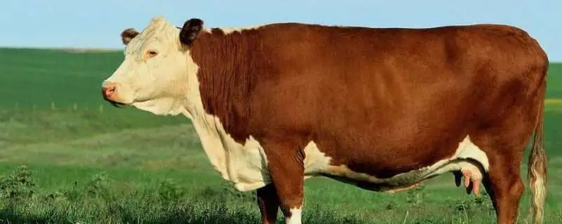 肉牛适宜品种的选择方法有哪些，从性格到生长速度全面解析