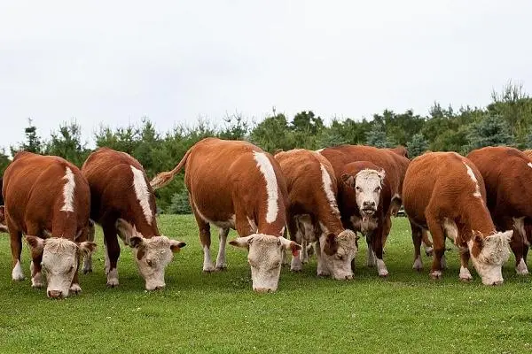 肉牛适宜品种的选择方法有哪些，从性格到生长速度全面解析