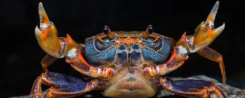 淡水螃蟹吃什么，养殖技巧大揭秘