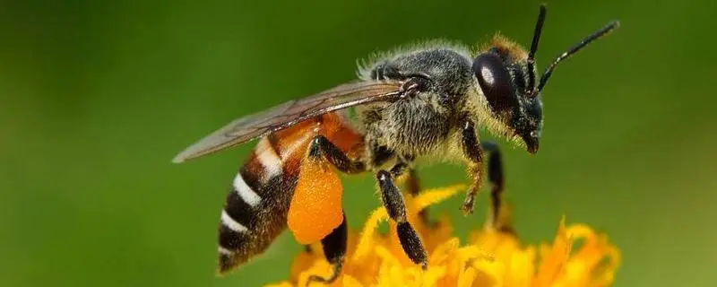养蜂只为多出蜂王，科技养蜂的方法和技巧