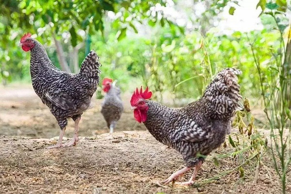 芦花鸡养殖的基础要求