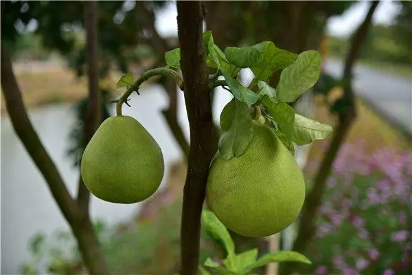 柚子树怎么浇水，浇水的正确方法