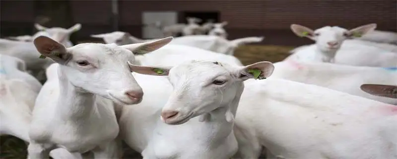 白山羊养殖技术，饲养管理方式