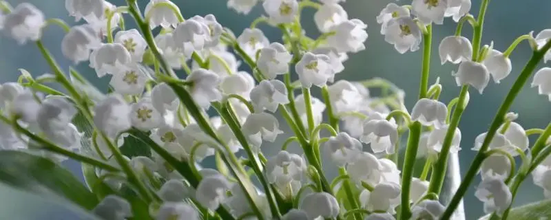 怎样栽培铃兰花，根据花盆大小确定栽培的株数