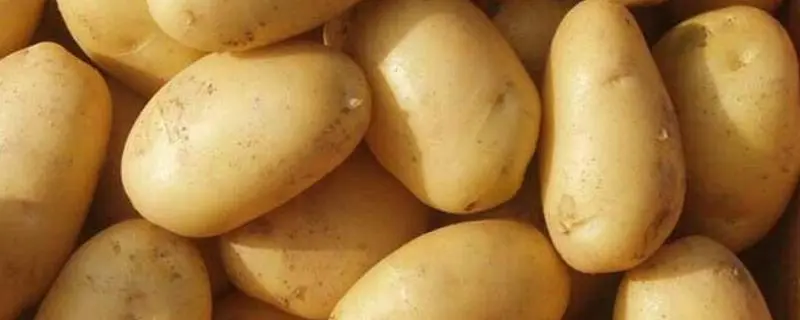 土豆什么时候种最合适，北方土豆要怎么种植好