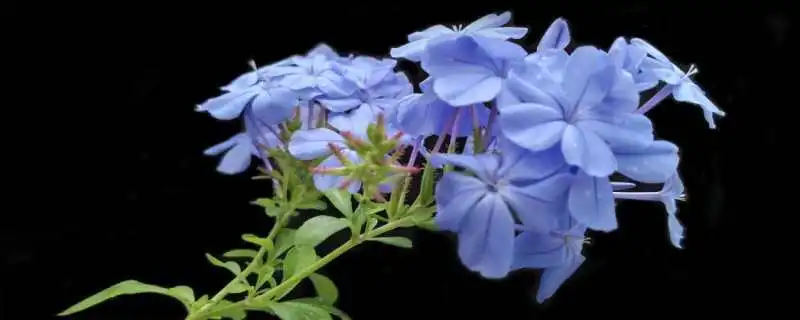 蓝雪花什么时候种植最好，蓝雪花的种植方法