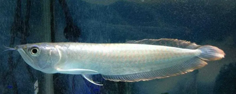 银龙鱼常见病，防治措施