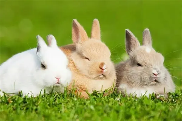 兔子的养殖技术及方法，注意事项