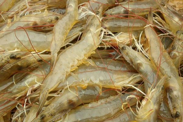 夏季南美白对虾养殖，注意事项