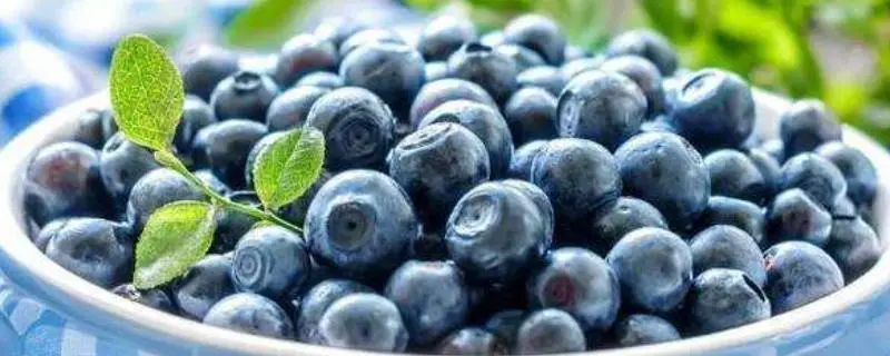 蓝莓什么时候结果，蓝莓怎么保存