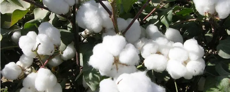 棉花种子哪个品种好，如何让选择棉花种子