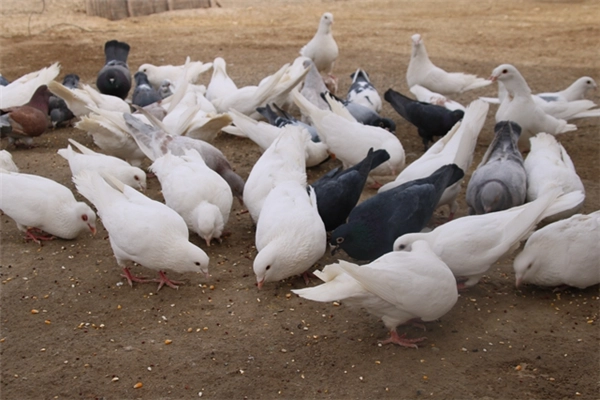 农村散养肉鸽哪个品种好，哪种受养鸽户的欢迎