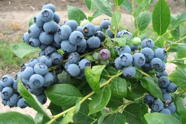 蓝莓的选择，什么品种好