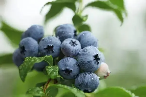 蓝莓的选择，什么品种好