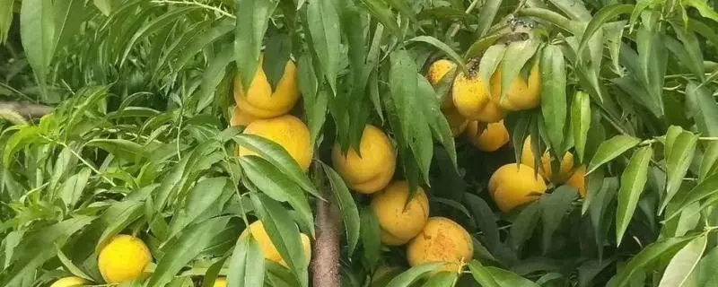 黄桃的选择，什么品种好