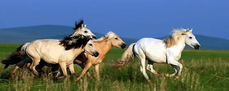 马的种类有哪些，马的养殖