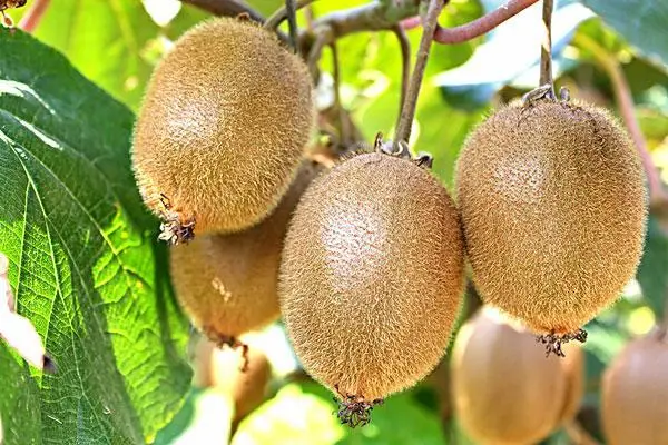 猕猴桃的养殖，十大品种排名