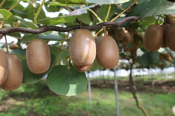 猕猴桃的养殖，十大品种排名