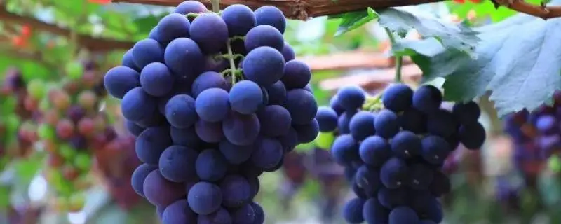 紫葡萄品种大全，哪种最好吃