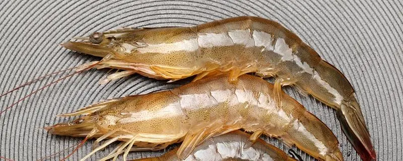 中国淡水虾品种，你喜欢哪种虾
