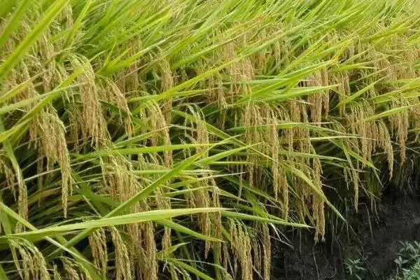 春季水稻种植技术，施肥和管理分享