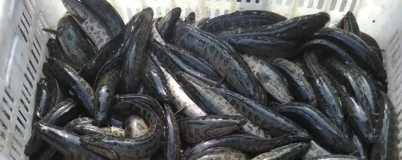 2024年黑鱼养殖前景，黑鱼栖息习性