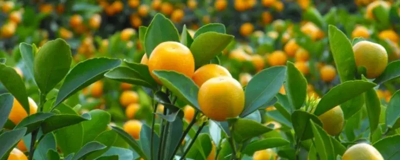 金桔几月份成熟，金桔和柠檬的区别