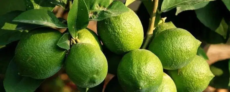 种植柠檬成本多少，种植柠檬高产方法