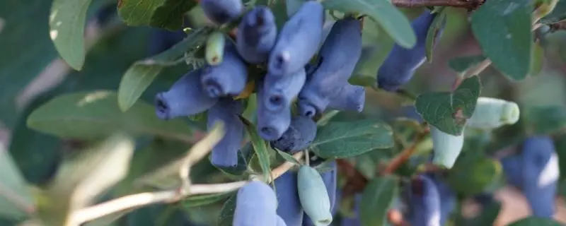 蓝靛果种植前景如何，蓝靛果的营养价值