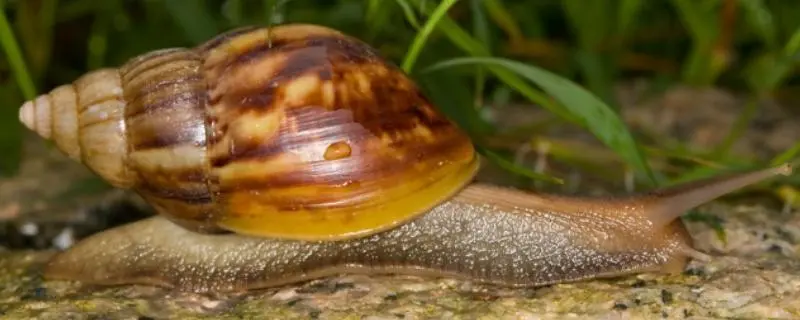 养殖蜗牛的成本与利润，蜗牛的养殖前景