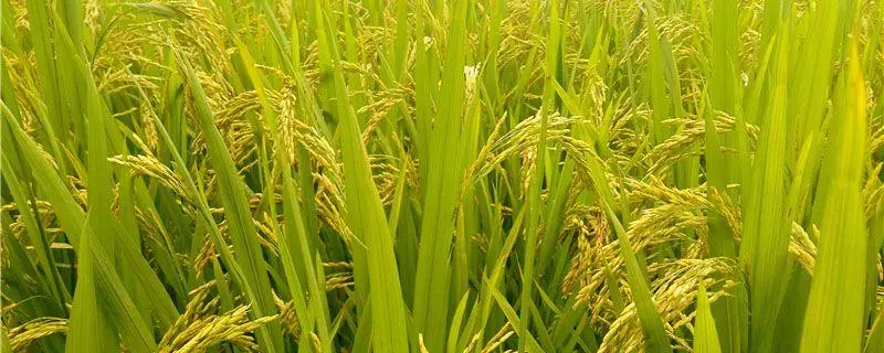 水稻怎么施肥，什么时候施肥最好
