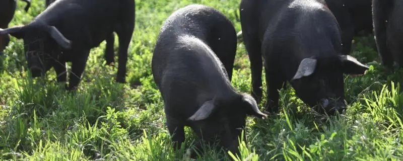 黑毛猪的养殖前景怎样，黑毛猪与白毛猪有何区别