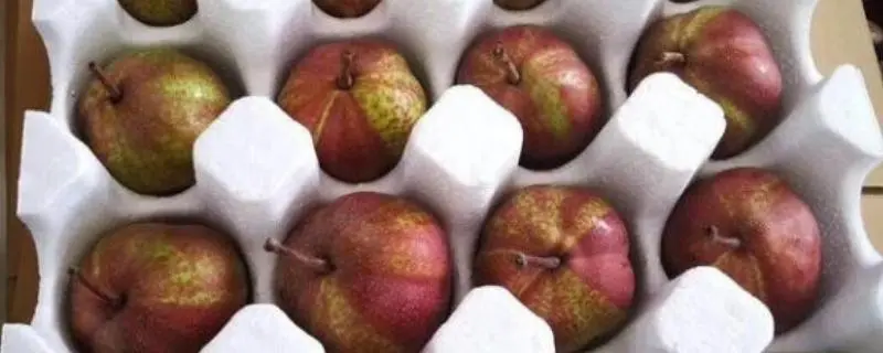 彩虹梨种植冬季最低温度，该如何保护植株