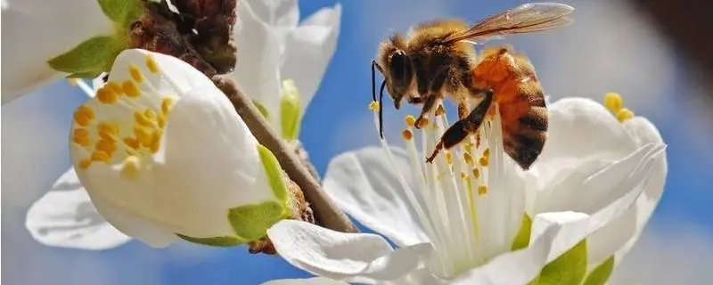 野外养蜜蜂技巧，蜜蜂采集蜜的方法