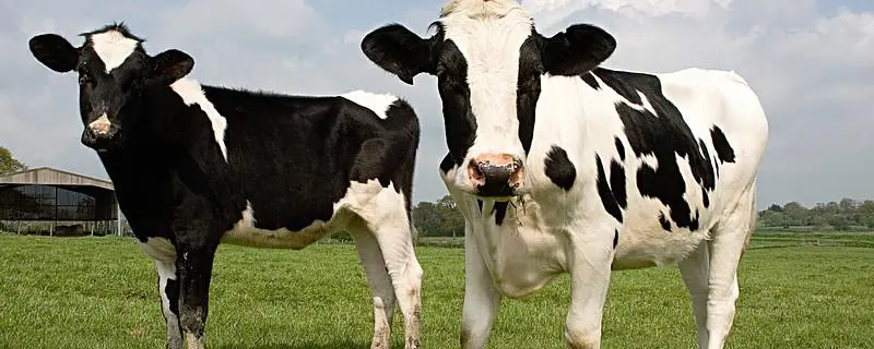 农村养奶牛前景，奶牛的发展趋势