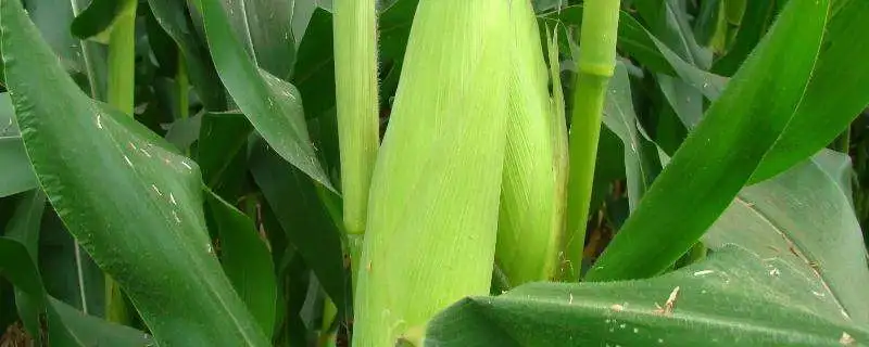 玉米绿色栽培技术，如何实现高效种植